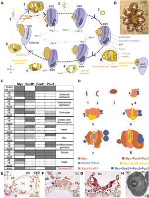 Yamanaka Factors in the Budding Tunicate Botryllus schlosseri Show a Shared Spatio-Temporal Expression Pattern in Chordates